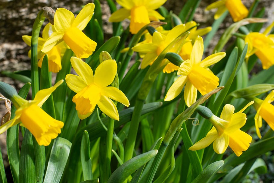daffodils, yellow, flowers, spring, nature, spring flowers HD wallpaper