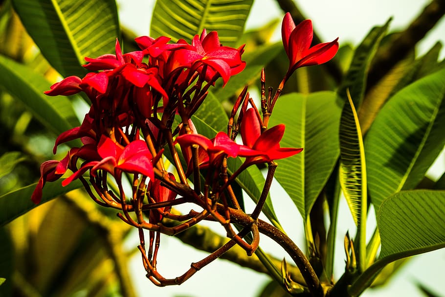 plumeria rubra, plant, flower, exotic, tropical, summer, beautiful, HD wallpaper