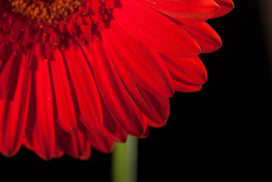 beautiful, red, gerbera, stem, isolated, black, closeup, flower HD wallpaper