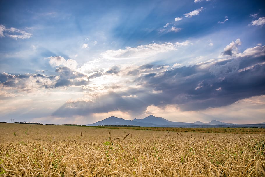 Ride Field Under Blue Sky during Daytime, cereal, clouds, crop HD wallpaper