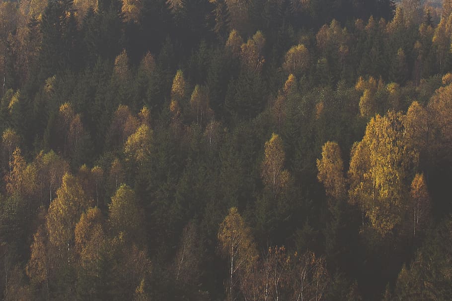 sweden, skara, forest, fall, autumn, trees, plant, growth, beauty in nature HD wallpaper