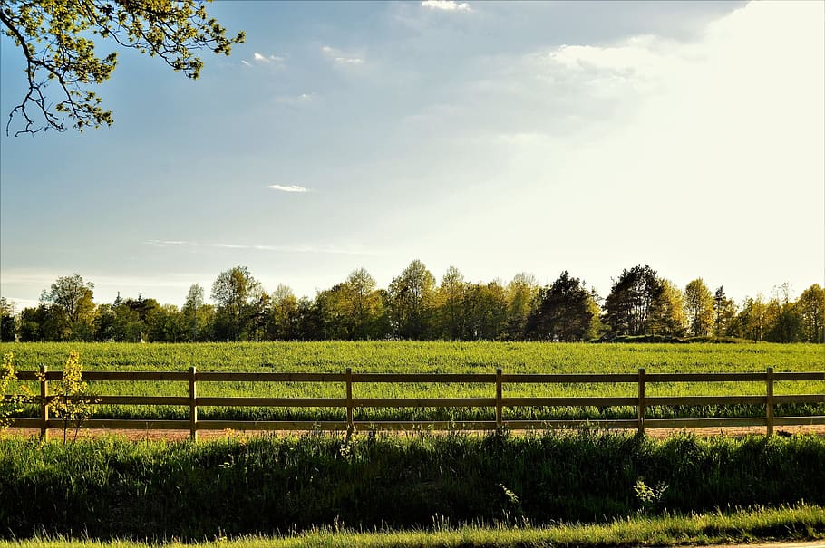 sweden, plant, sky, tree, field, landscape, beauty in nature HD wallpaper
