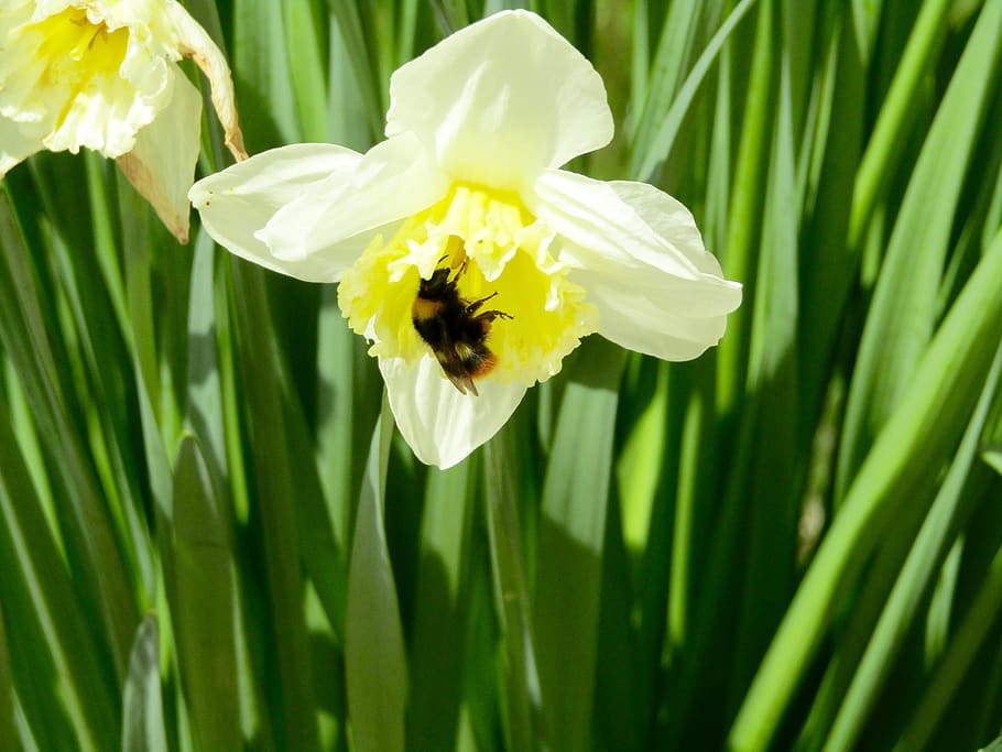 daffodil, bee, flower, yellow, green, garden, petals, flowering plant HD wallpaper