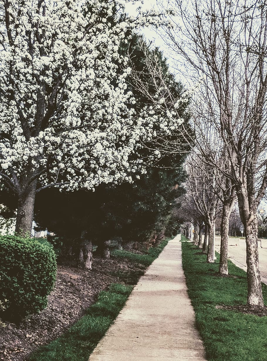 White Flowers On Trees, bloom, blossom, flora, footpath, pathway HD wallpaper