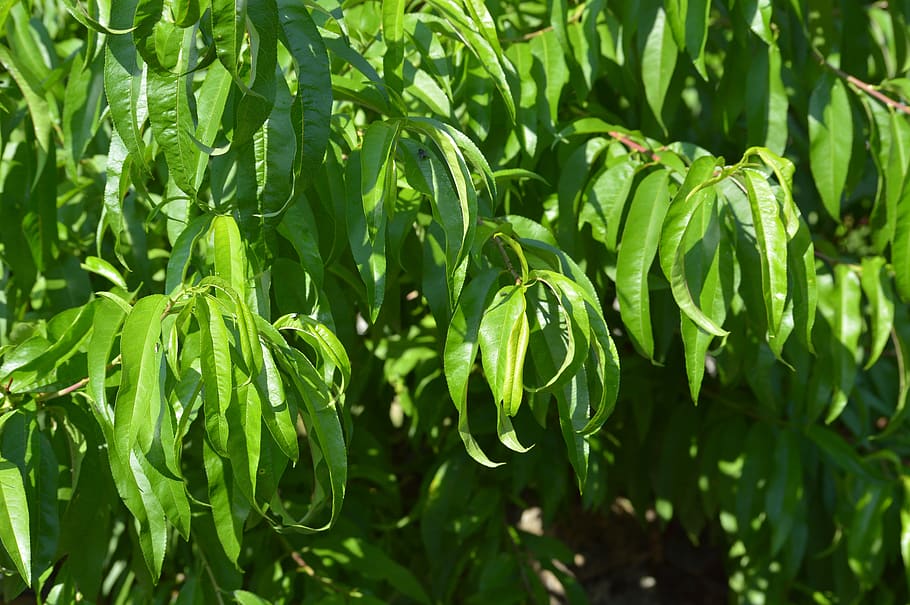 leaves, tree, nature, trees, branches, green color, growth HD wallpaper