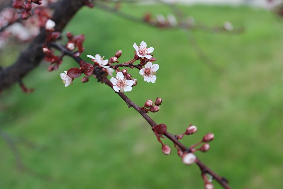 flowers, trees, cherry blossoms, green, hd, blur, canon, flowering plant HD wallpaper