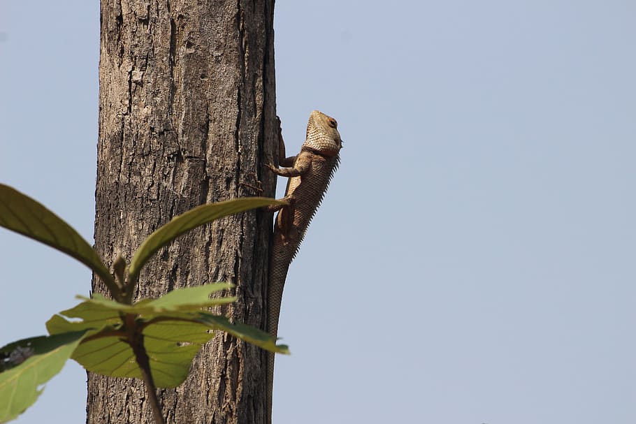 lizard, tree, sitting, climping, iguana, plant, sky, clear sky HD wallpaper