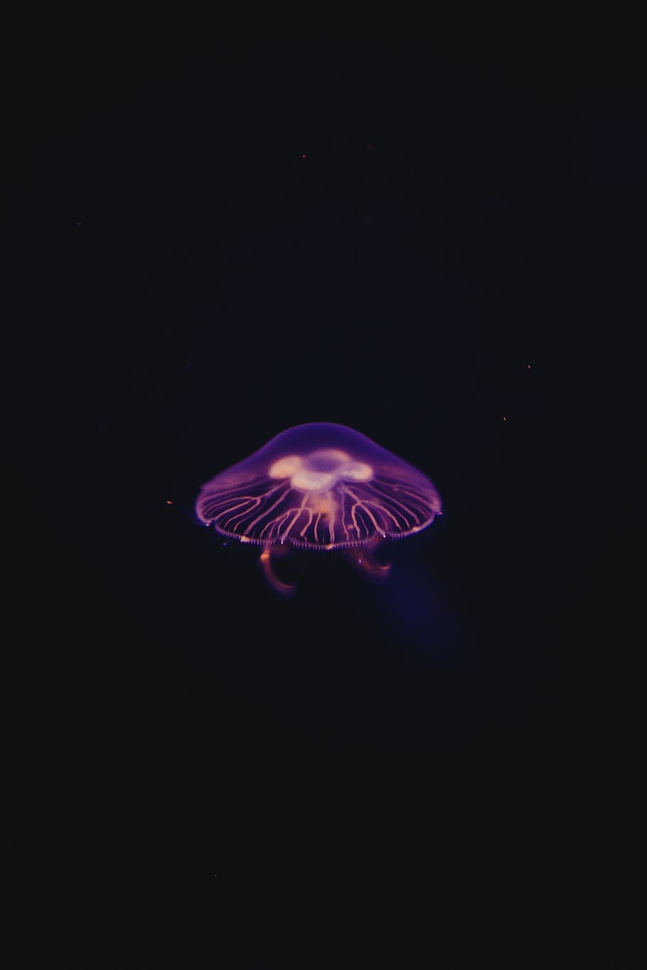 HD wallpaper: A purple jellyfish with a black background., iphone wallpapers  | Wallpaper Flare