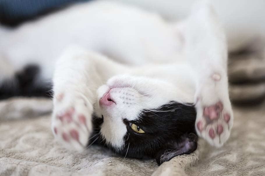 cat, kitty, kitten, play, couch, paws, happy, cute, fluffy HD wallpaper