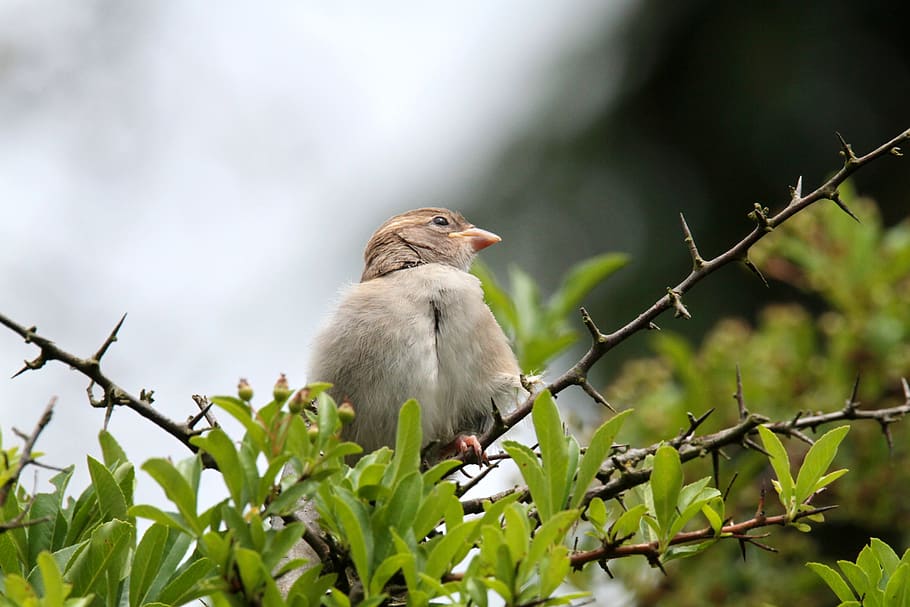 sparrow, sperling, bird, nature, animal, garden, sparrows, chicks HD wallpaper