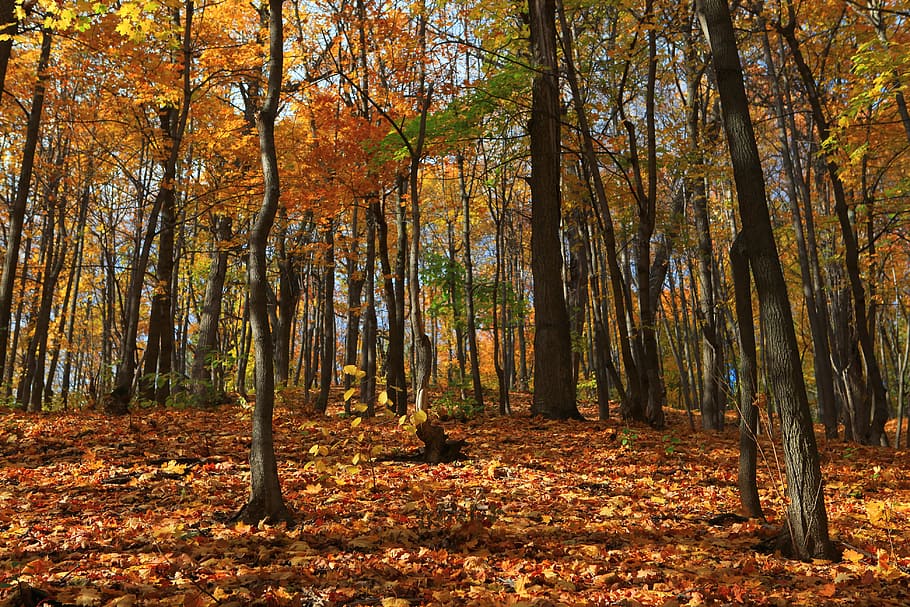 autumn, forest, scene, leaf, leaves, yellow, tree, park, wood HD wallpaper