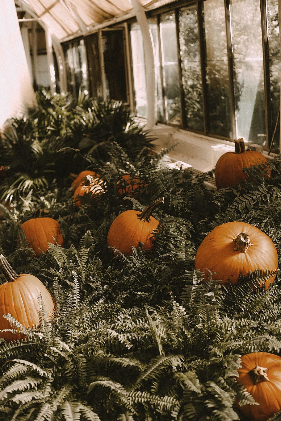 pumpkin garden, celebration, food, decoration, food and drink HD wallpaper