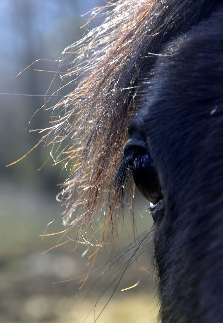 horse, animal, animal themes, one animal, mammal, livestock HD wallpaper