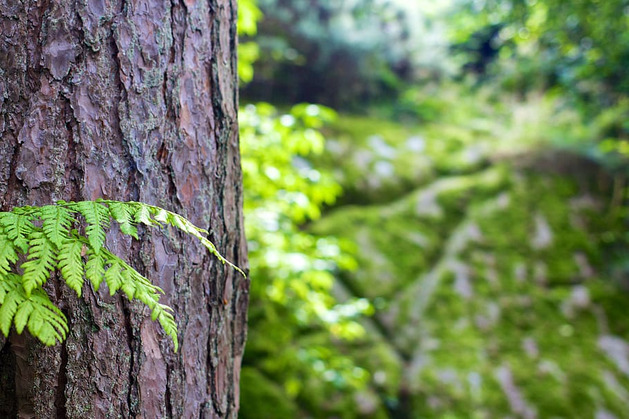 Green Leaves Beside Tree Bark, forest, tree trunk, plant, focus on foreground HD wallpaper