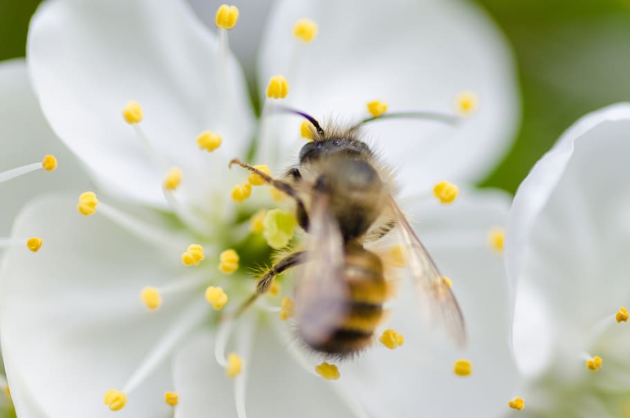 nature, macro, animals, bee, pollen, white, flower, petals HD wallpaper