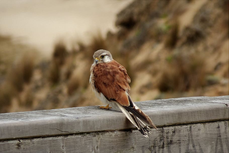 falcon, hobby, bird, australia, victoria, animal wildlife, vertebrate HD wallpaper