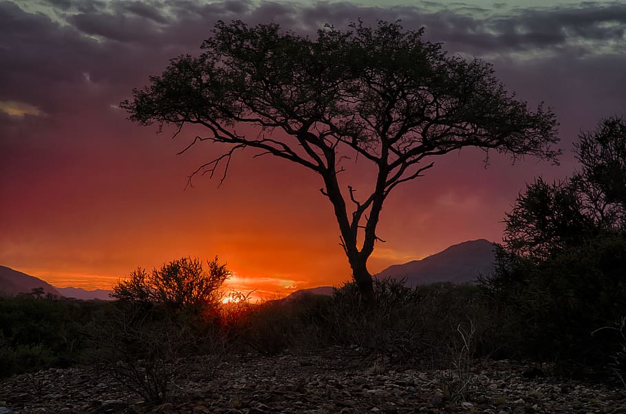 namibia, tree, sky, beauty in nature, scenics - nature, sunset HD wallpaper