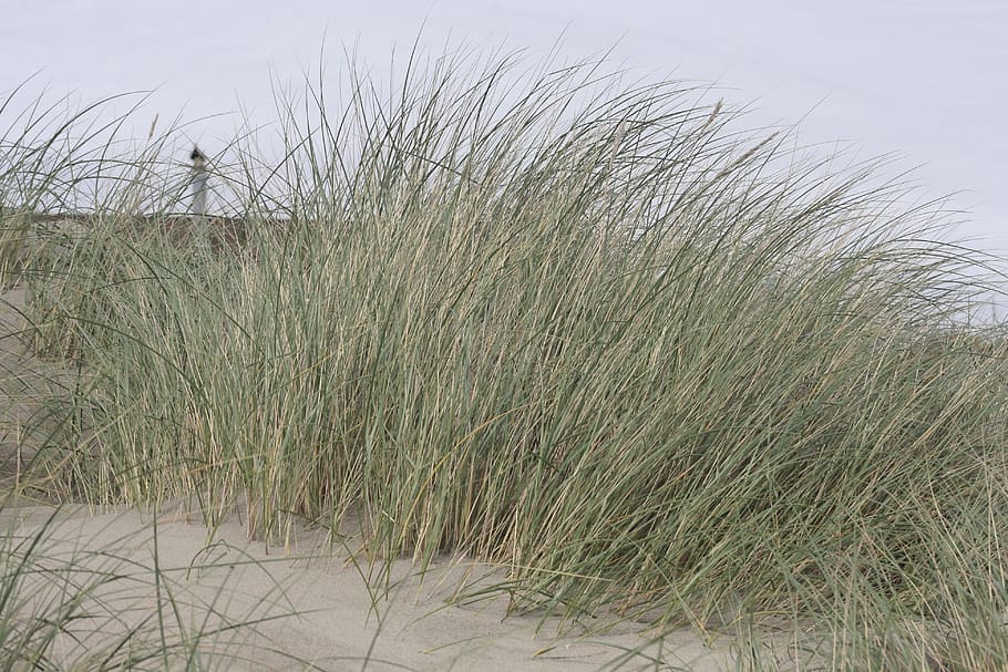 beach, oregon, grass, sand, plant, growth, land, tranquility HD wallpaper