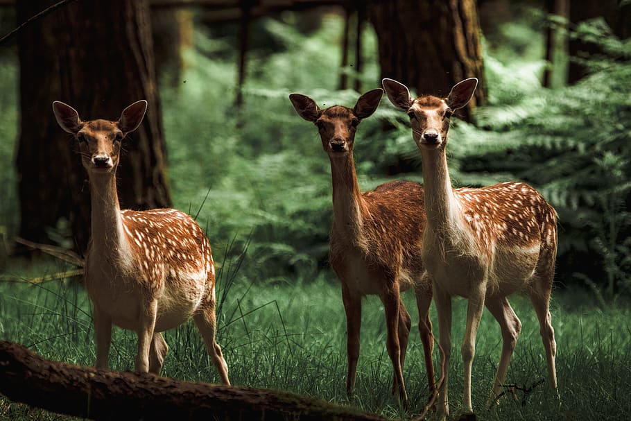 three brown deer standing on grass field, animal, animal themes HD wallpaper