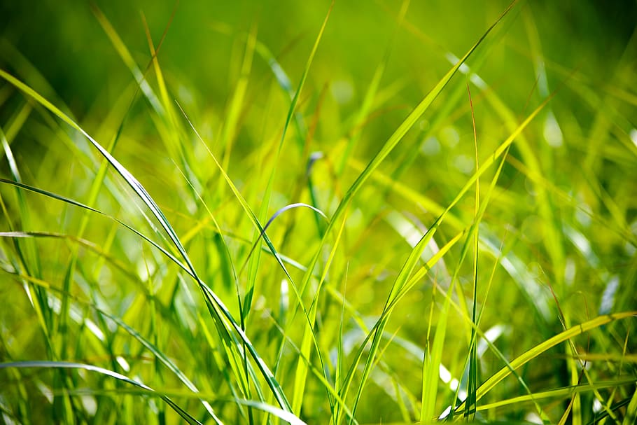 Green Grass Macro Photography, bright, close-up, day, environment HD wallpaper