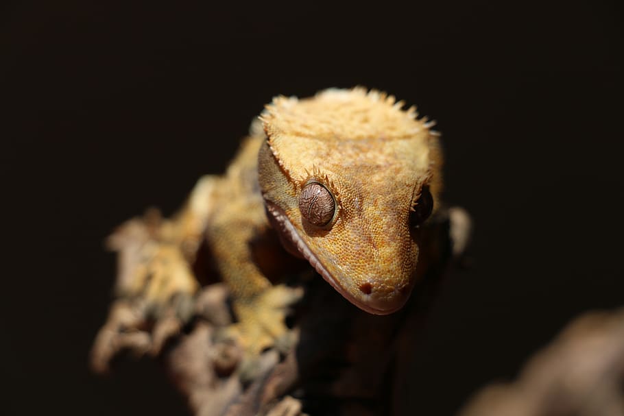 crested gecko, correlophus ciliatus, new caledonia, reptile, HD wallpaper