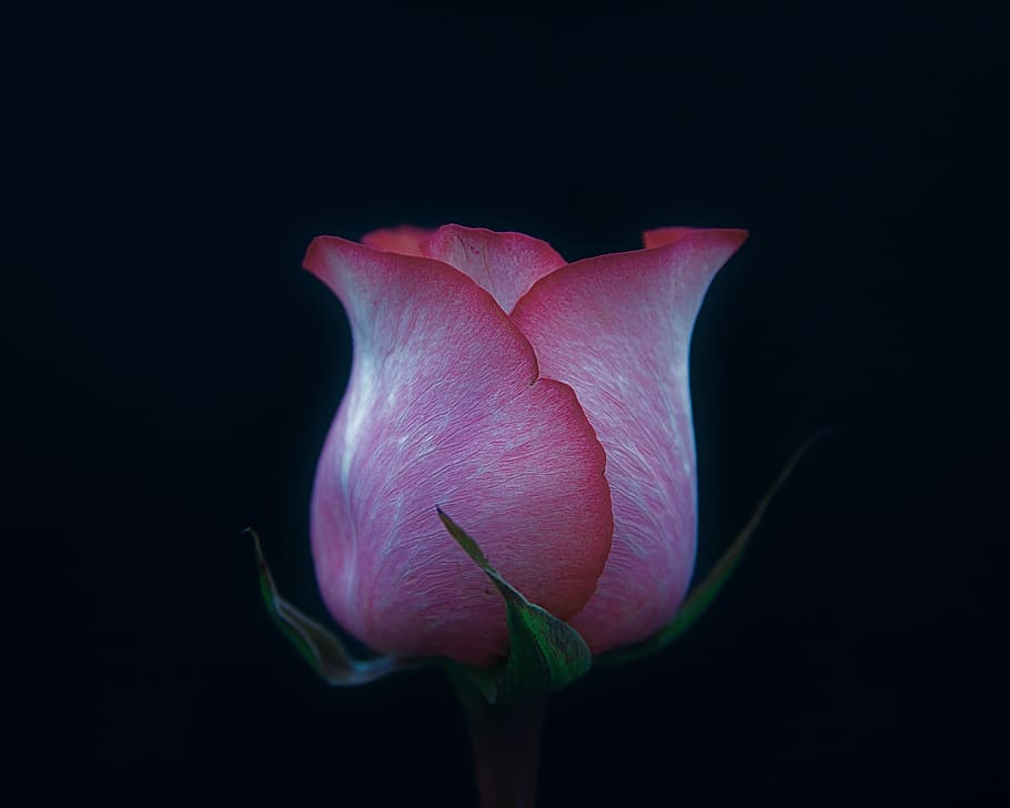 pink rose flower, flowering plant, petal, vulnerability, fragility HD wallpaper