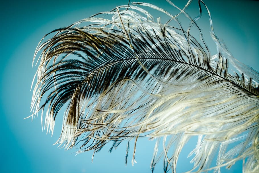 Black and White Feather, close-up, hairs, macro, plume, stands HD wallpaper