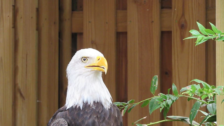 eagle, bald eagle, bird, raptor, animal, nature, plumage, majestic HD wallpaper