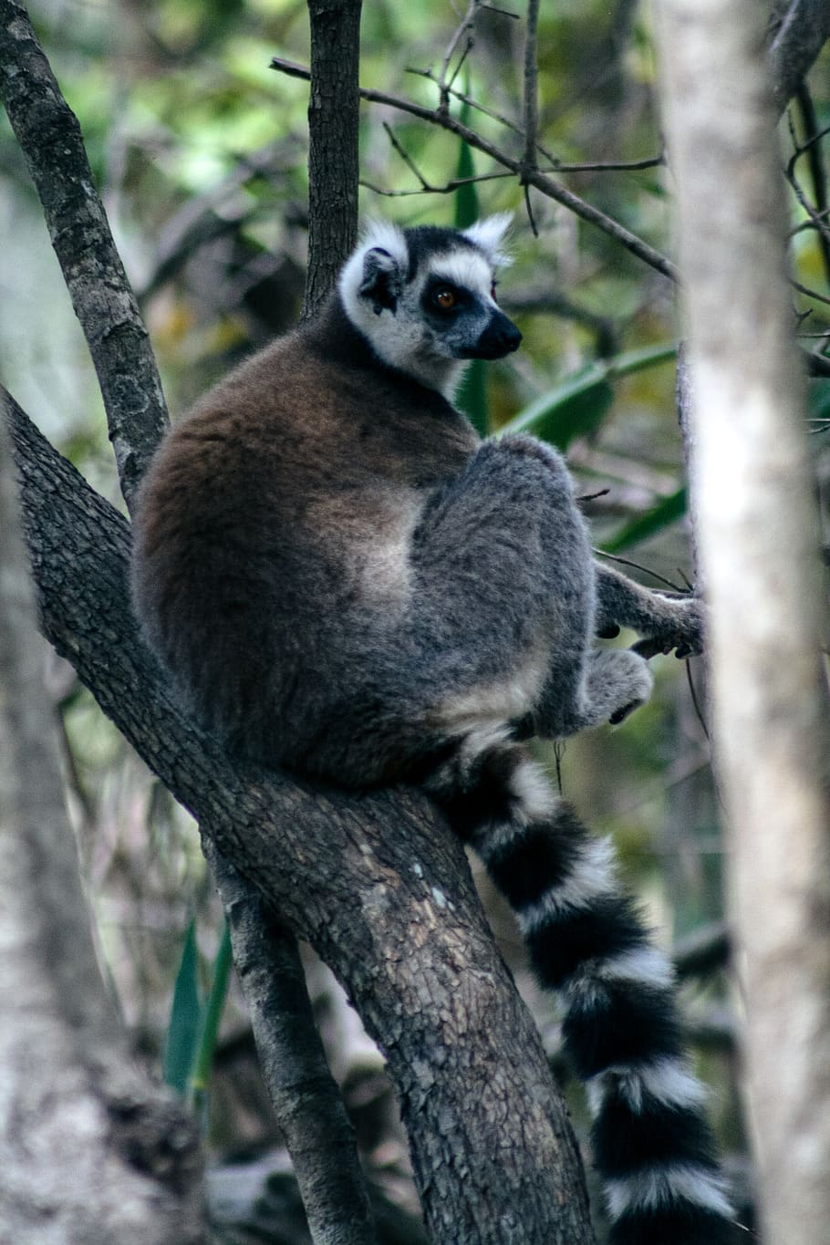 animal themes, animal wildlife, tree, animals in the wild, plant HD wallpaper