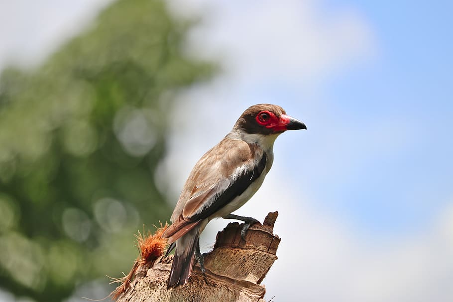 bird, feather, beak, eye, sit, red, animal, wildlife, nest HD wallpaper