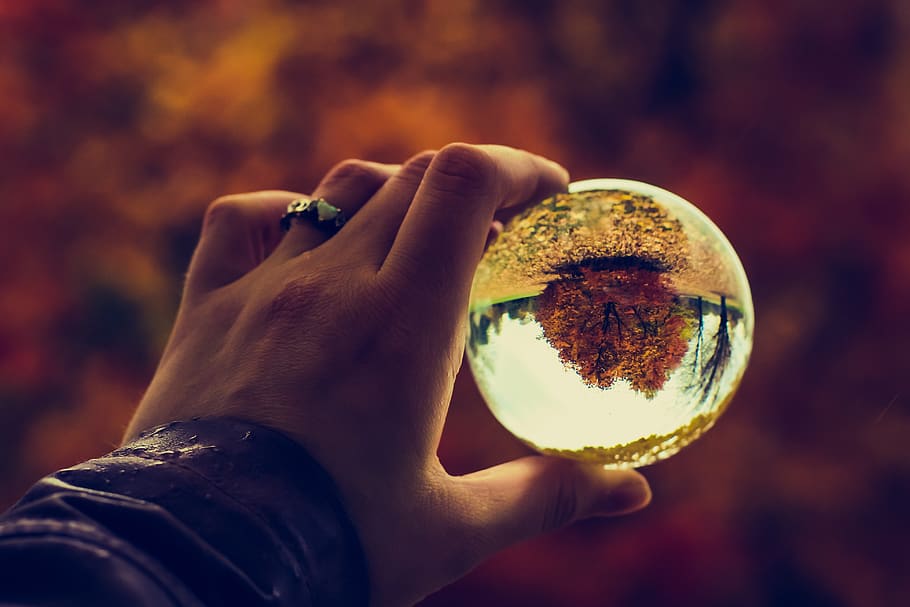 tree, forest, fall, color, vibrant, photo, photographyball HD wallpaper