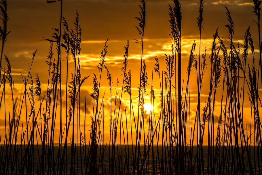 sunrise, brush, beach, clouds, island, sunset, growth, beauty in nature HD wallpaper