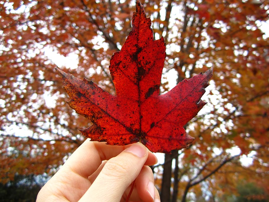 leaves, leaf, red, fall, autumn, hand, trees, human hand, one person HD wallpaper