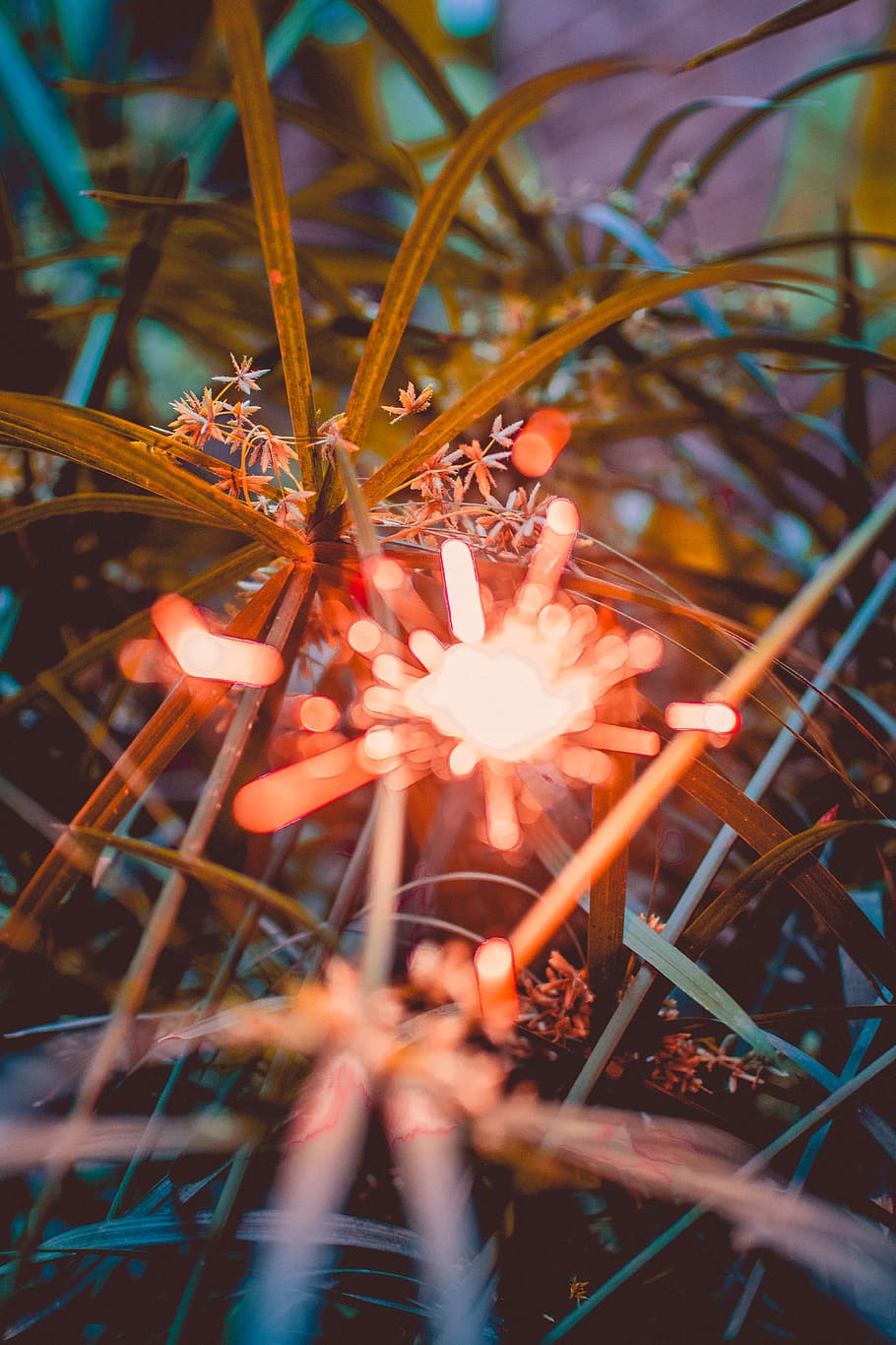 wallpaper, light, plant, selective focus, nature, close-up HD wallpaper