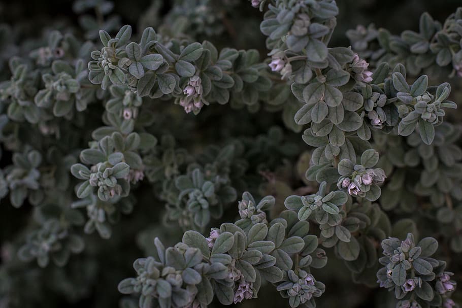 green leaf plant, blossom, flora, flower, lilac, australia, bush HD wallpaper