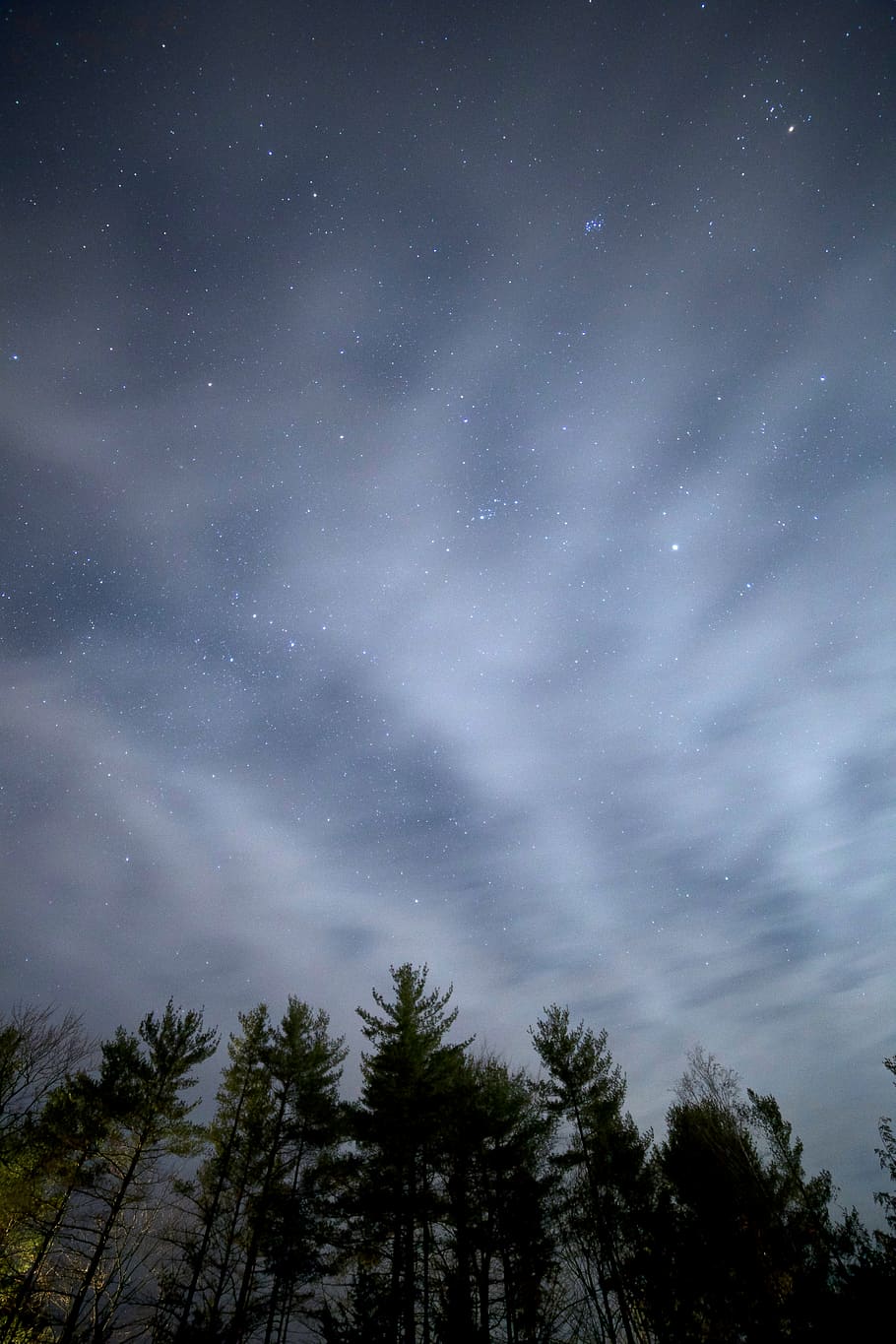 Green Trees Under Gray Sky, clouds, forest, night, stars, plant HD wallpaper