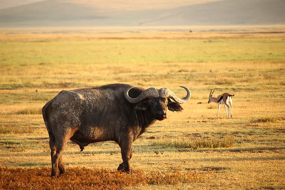 buffalo, animal themes, animal wildlife, animals in the wild HD wallpaper