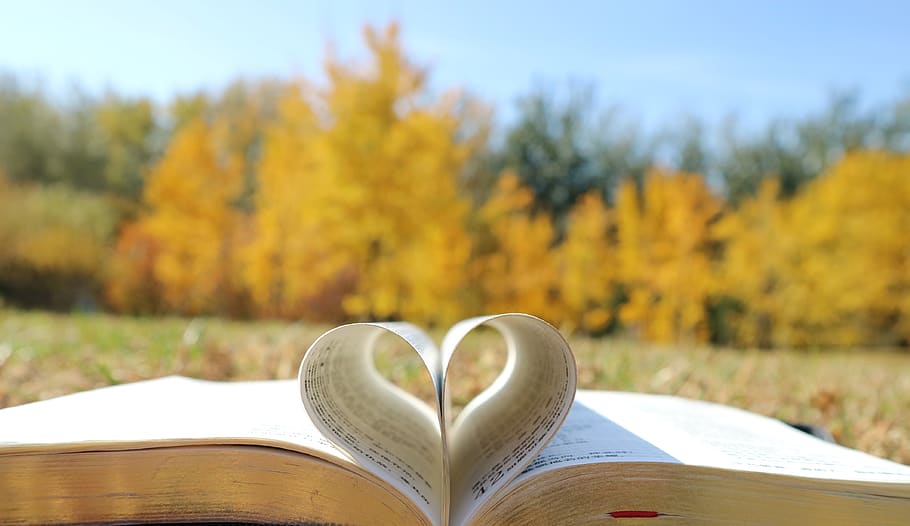 heart, yellow, fall, book, holy bible, publication, focus on foreground, HD wallpaper