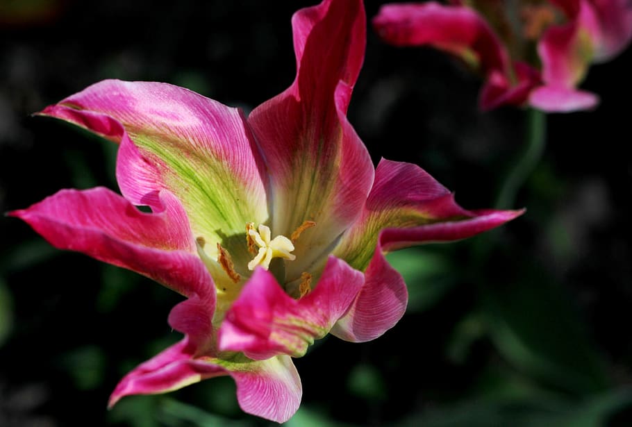 tulip, pink, green, pestle, stamens, view, garden, flower, spring, HD wallpaper