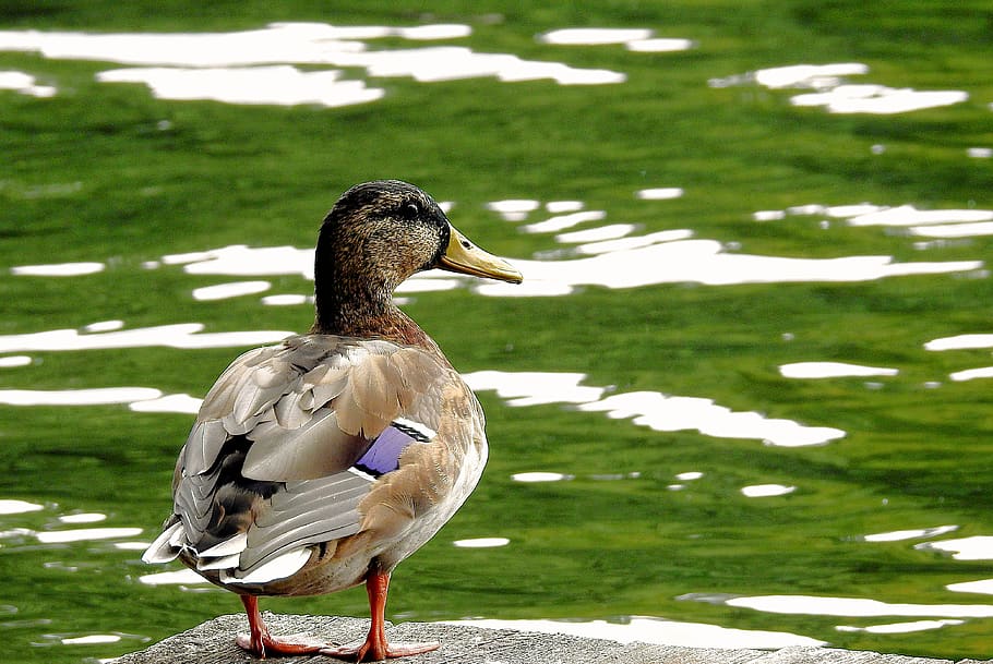 duck, look, bird, animals in the wild, vertebrate, animal wildlife HD wallpaper