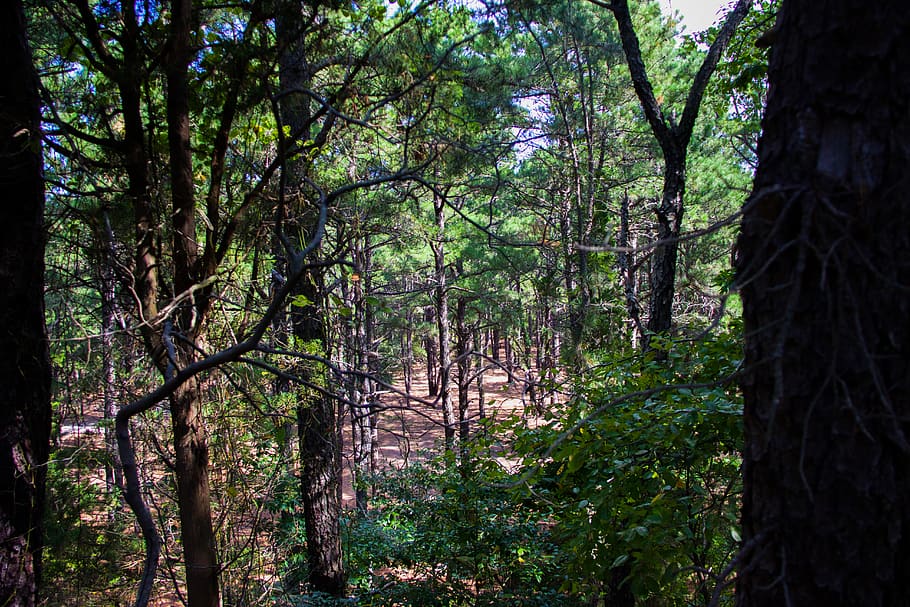 tree, forest, park, green, plant, land, growth, tranquility HD wallpaper