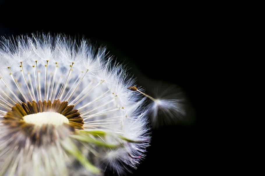 flower, lint, release, spring, nature, flowers, dandelions HD wallpaper