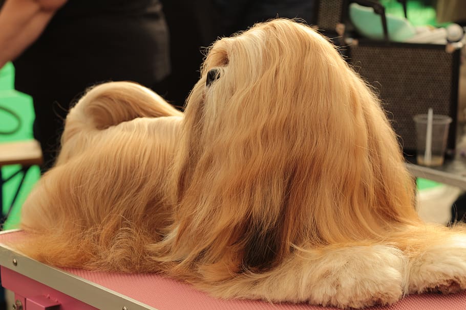 dogshow, lhasa apso, pet, remote access, dog breed, her, portrait