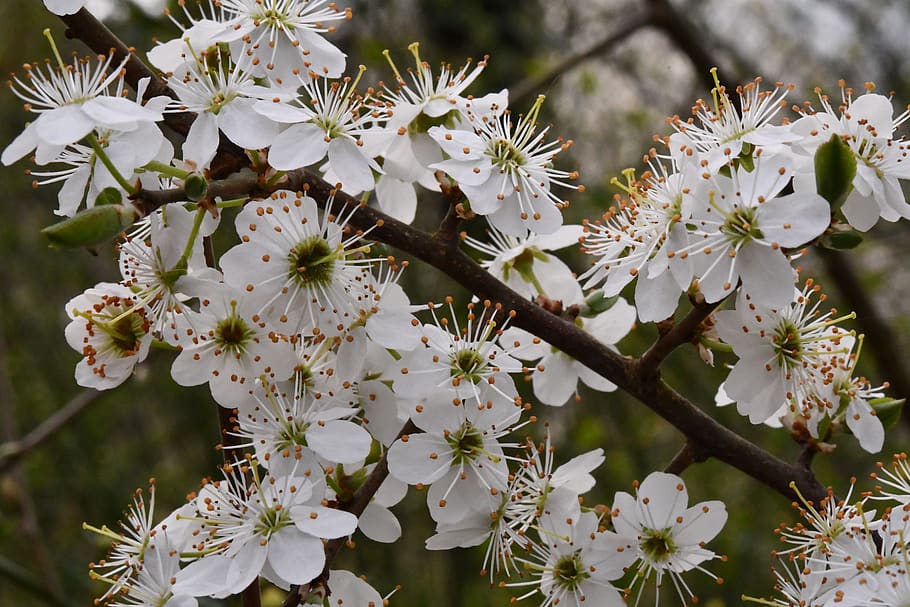 flower, prunus, white, spring, pistilli, bloom, nature, flowering plant HD wallpaper