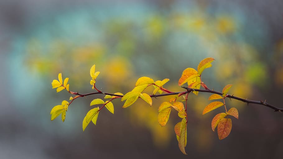 HD wallpaper: autumn, leaves, yellow, branch, bright, autumn mood ...