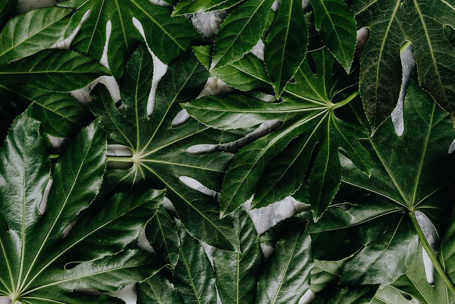 Aralia Leaves, green, leaf, greenery, plant part, green color HD wallpaper