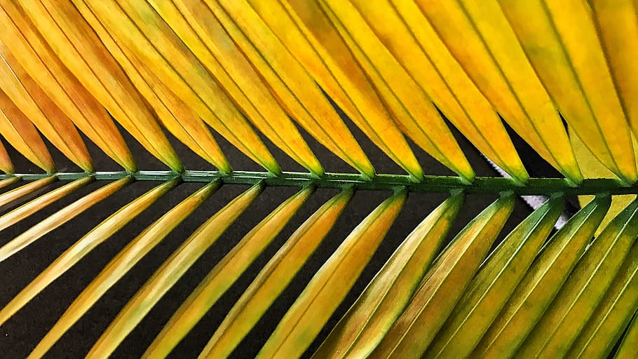 palm, nature, leaf, full frame, backgrounds, yellow, no people HD wallpaper
