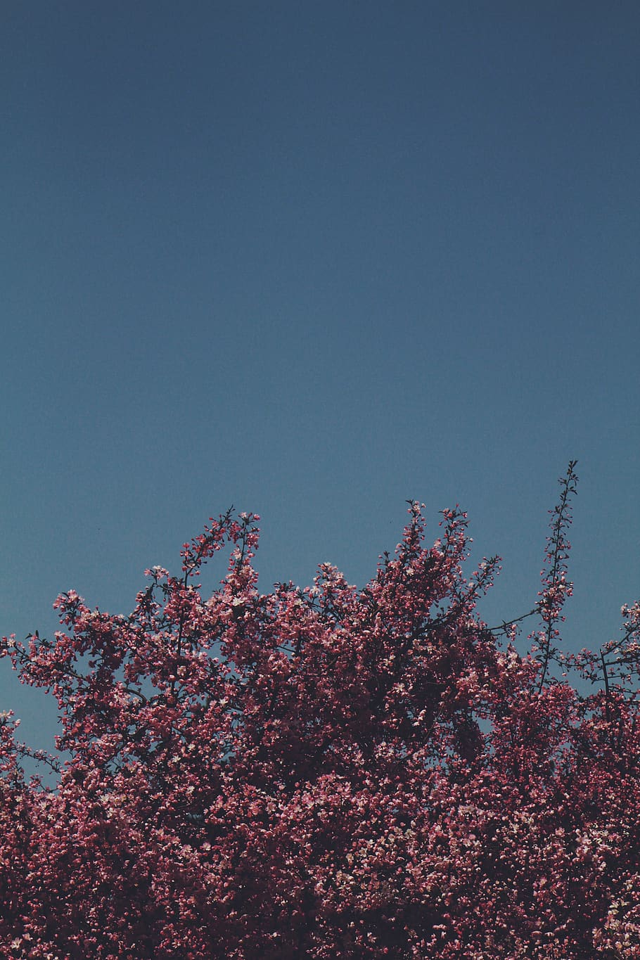flowers, trees, pink, sky, blue, spring, plant, clear sky, low angle view HD wallpaper