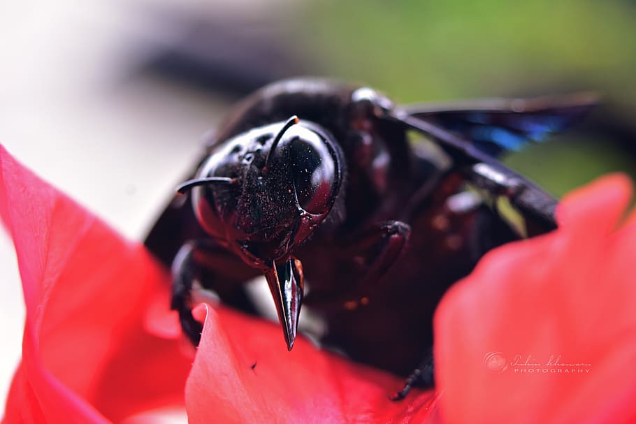 macro, insects, eye, close up, flower petal, red, black, strings HD wallpaper