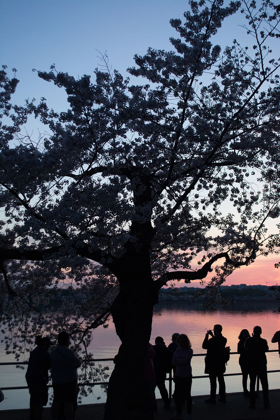 Online crop | HD wallpaper: tree, person, human, plant, tree trunk